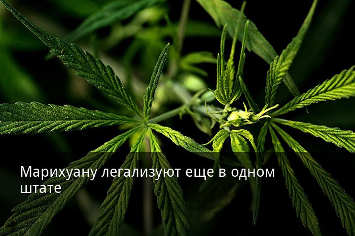 Чем кормить марихуану тор браузер как поменять язык на русский hydra