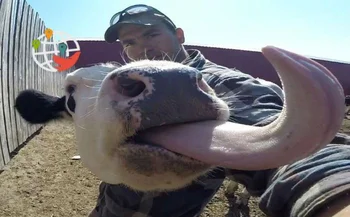 Trabalhando como agricultor no Canadá. Salário e oportunidade de residência permanente