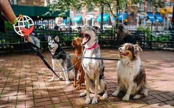 En Ontario, los paseadores de perros dan en el clavo