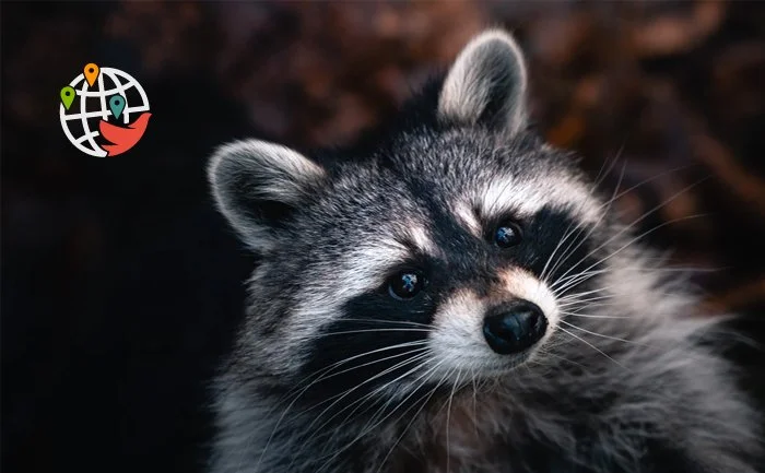 Toronto through the eyes of a raccoon - Canadian creates new video game