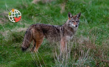 Aggressive animals are attacking Calgary residents