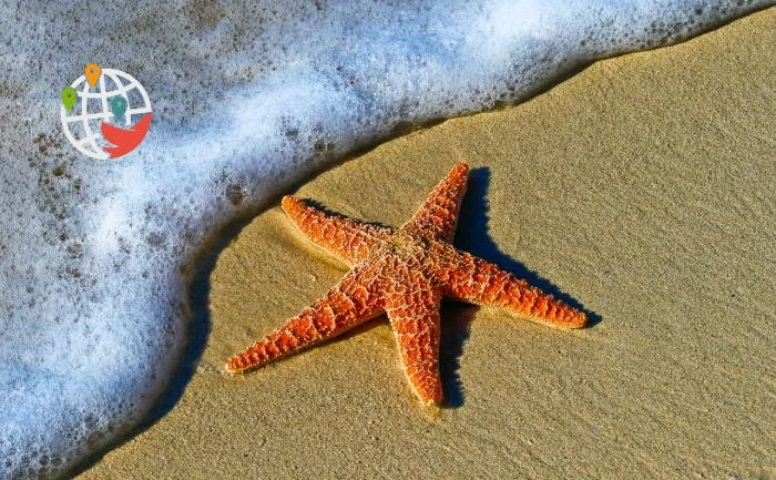 Abnormally hot weather leads to the deaths of a billion marine life in Canada