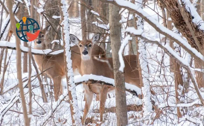 Feeding reindeer in Ontario