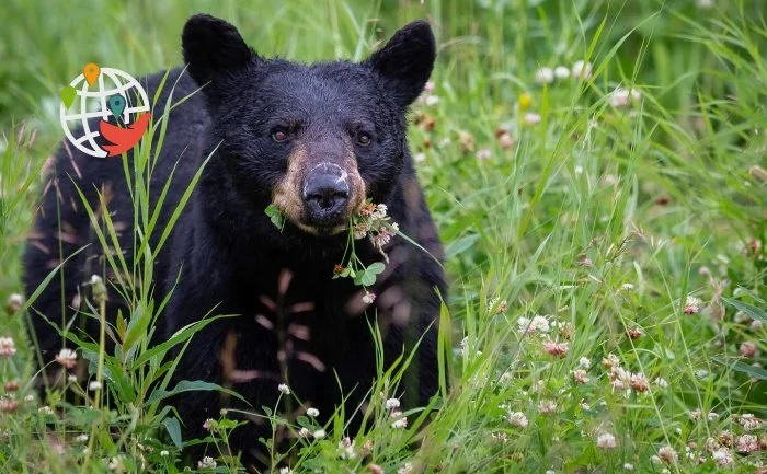 Bears in Canada have woken up and are coming to visit people