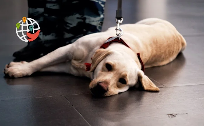 Air Canada smette di trasportare animali domestici nel vano bagagli