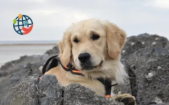 Nationaler K9-Veteranentag in Kanada