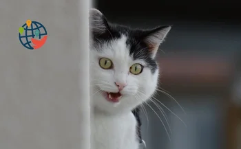 "Un bigote fino, es digno de ver": los gatos se han convertido en puntos de referencia