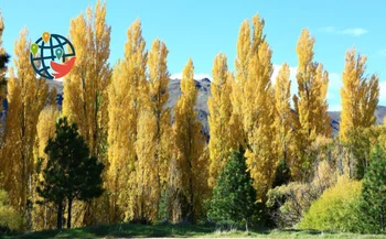 Poplar fluff, heat, Winsor