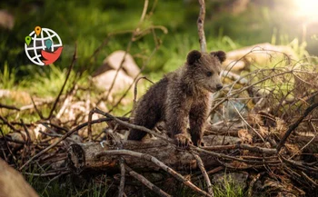 Policemen rescued a bear cub