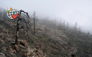 Un altro deludente record degli incendi selvaggi canadesi