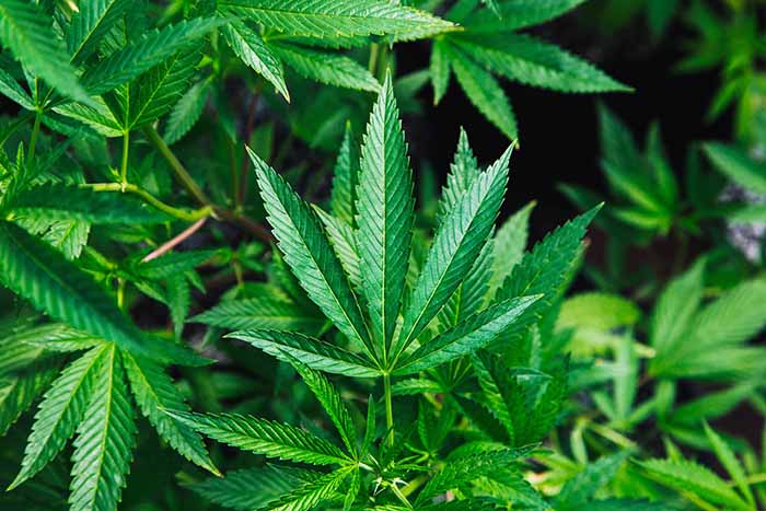 В Квебеке хотят ограничить продажу марихуаны для подростков