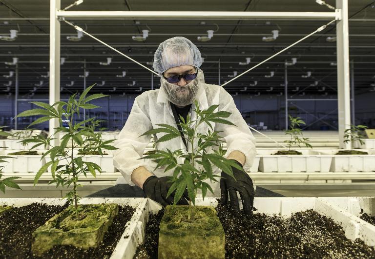 Канада плантация марихуаны
