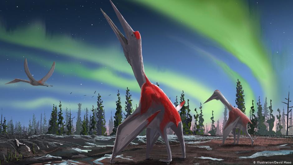 В Канаде обнаружен новый вид летающих динозавров