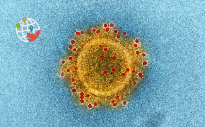Канадская лаборатория работает над вакциной против коронавируса