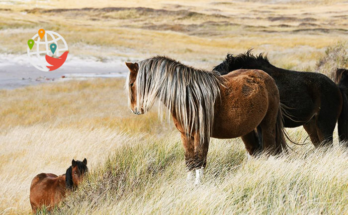 На этом острове около Новой Шотландии живет больше диких лошадей, чем людей (ФОТО)