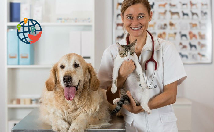 Trabajar como veterinario en Canadá: inmigración y empleo