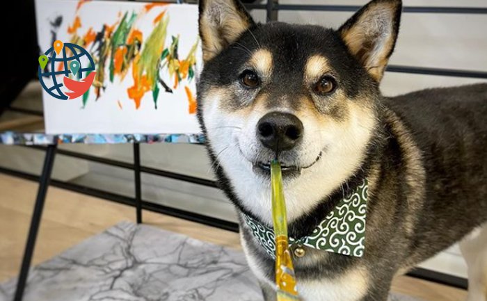 Рисующая собака из Канады «дарит радость и счастье» людям по всему миру