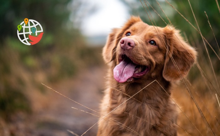 Канада заборонить ввезення собак більш ніж зі 100 країн, у тому числі з Росії та України