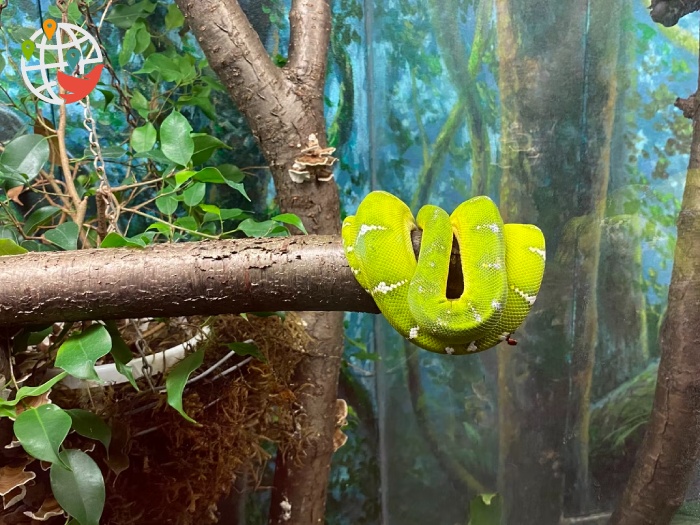 La serpiente del zoo de Toronto