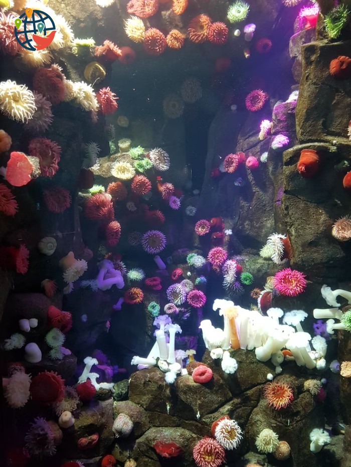 Acuario de medusas de Ripley