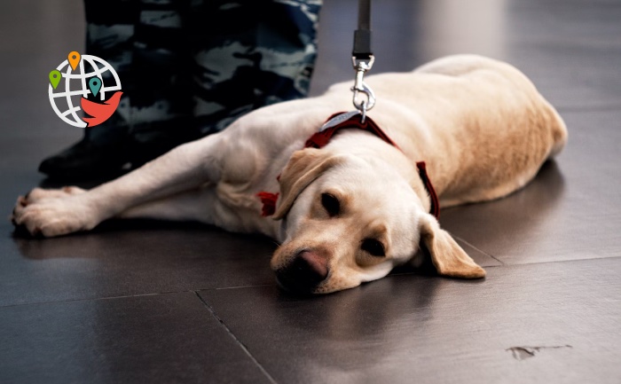 Air Canada stops taking pets in the luggage compartment