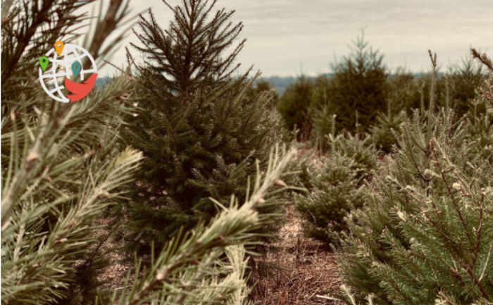 Los canadienses podrían quedarse sin árboles de Navidad