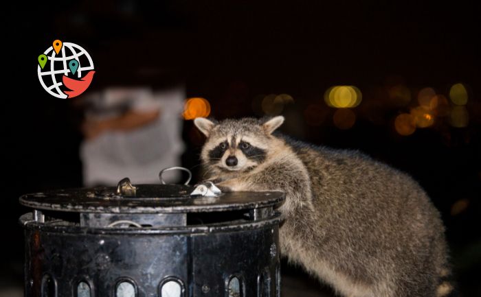 "Il y a un raton laveur dans notre poubelle" : des animaux canadiens omniprésents.