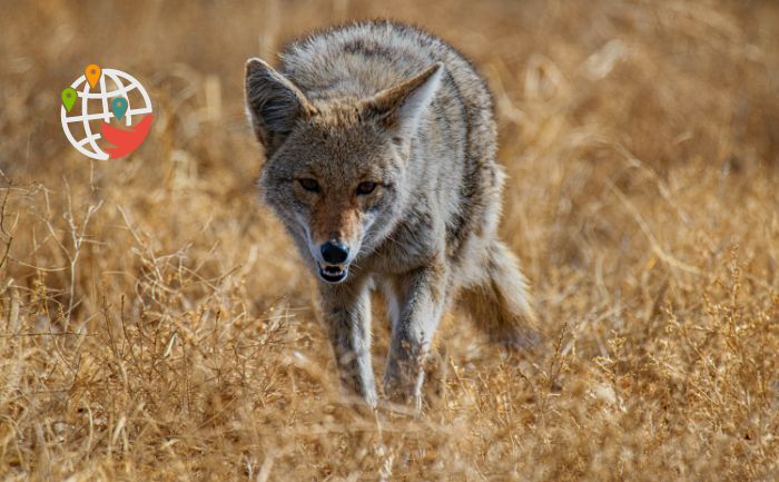 Attention ! Les coyotes attaquent