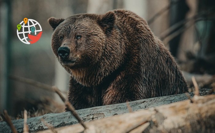 Un ours a déchiqueté deux personnes dans le parc national de l