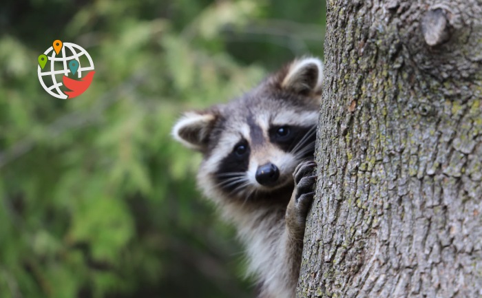 Hundred of raccoons seized from Ontario rehab center