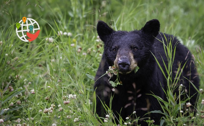 Un orso ha rubato delle gelatine nella Columbia Britannica.