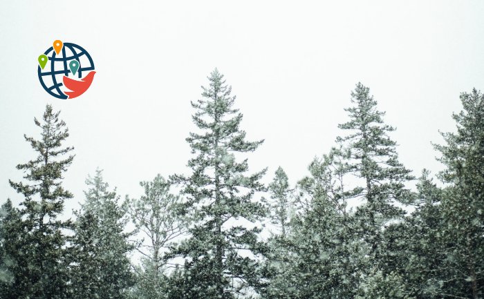 一棵45英尺长的圣诞树正从新斯科舍省运往波士顿