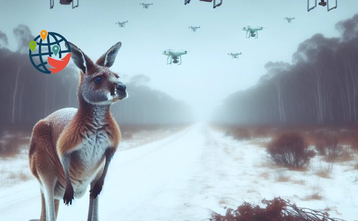 Un kangourou perdu se promène quelque part en Ontario.