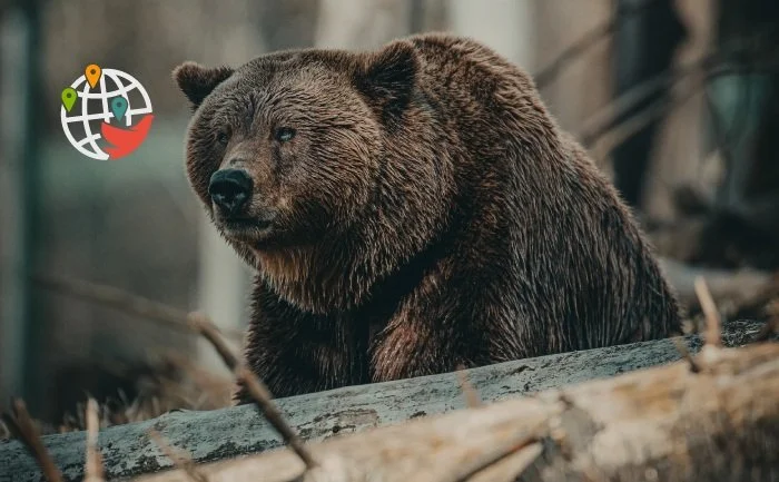 Ein Bär hat zwei Menschen in einem Nationalpark in Alberta zerfleischt