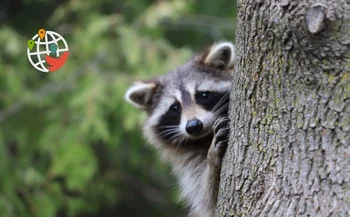 Cientos de mapaches incautados en un centro de rehabilitación de Ontario