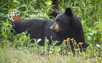 Um urso fez uma bagunça no carro de um morador de BC