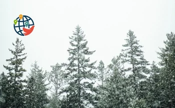 Un albero di Natale di 45 piedi viene spedito dalla Nuova Scozia a Boston