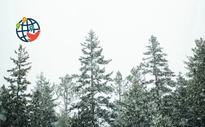 A 45-foot Christmas tree is being shipped from Nova Scotia to Boston